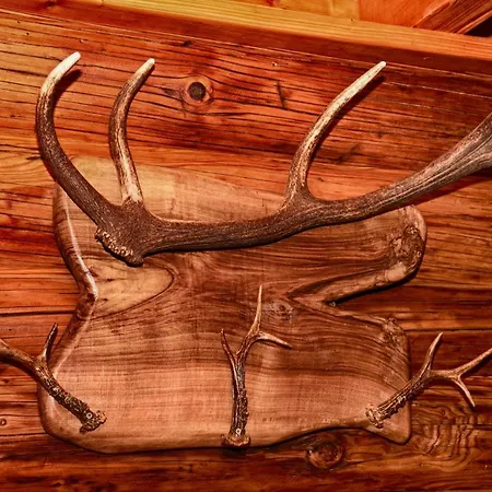 Peto * Novi Knezevac